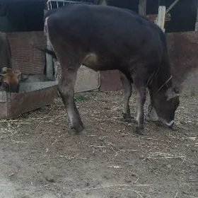 tuweler
