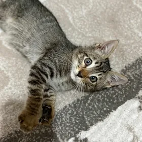 Котенок