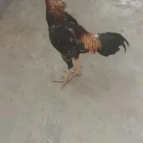 Baýsow jüje