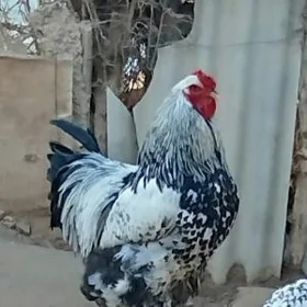 brama yumurtga