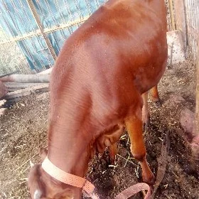 ýas göle