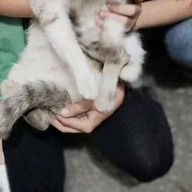 кошкикошки