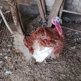 erkek induk
