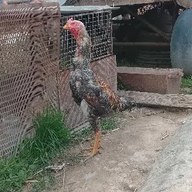 horaz