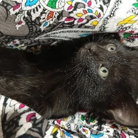 Черный котенок