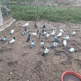 kepderi
