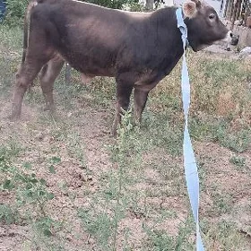 siwes okuz arassa