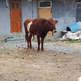 Öküz