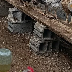 Horazlar