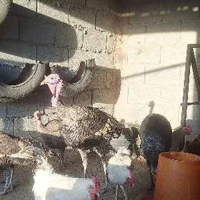 induk horaz