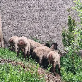 Turkmen goçlar goyunlar