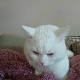 Кот на вязку pisik
