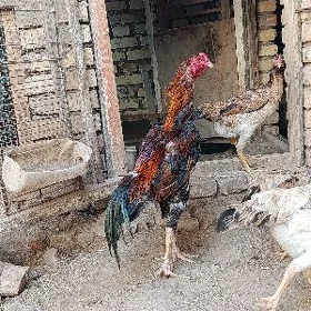 juja