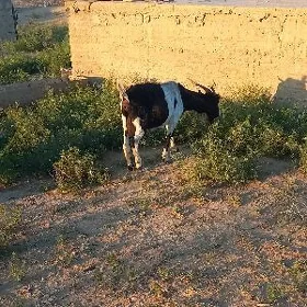 Owlakly geçi, çebiş.