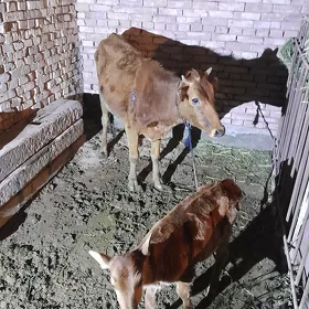 Sygyr göleli