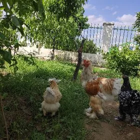 brama limon yumurga