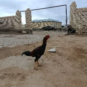 Baýsy
