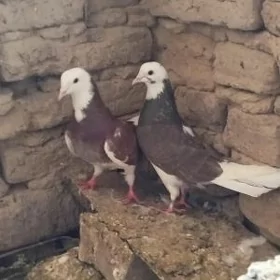kepderi