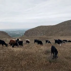 çewiş dog erkeç geçi çebiş