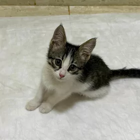 Кошка Котенок Pișik