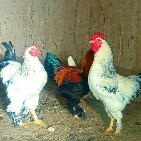 horoz brama