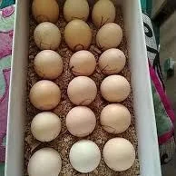 Baysowy yumurtga