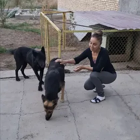 пропали авчарки