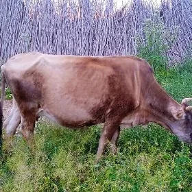 Göleli sygyr