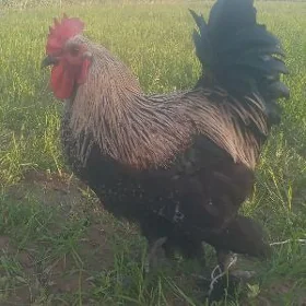 brama horaz