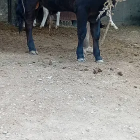 siwes öküz