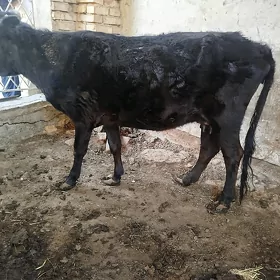 goleli sygyr