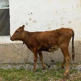 Tüwe