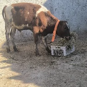 Okiz