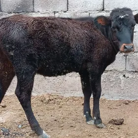 tuwejik