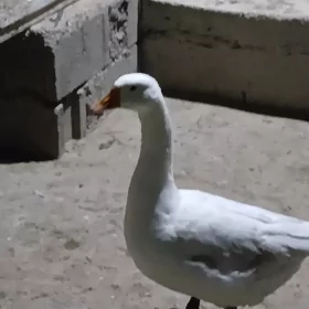 Gus