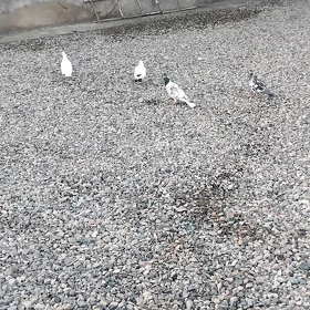 kepderi
