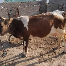 SYGYR GOLELI 2 SANY