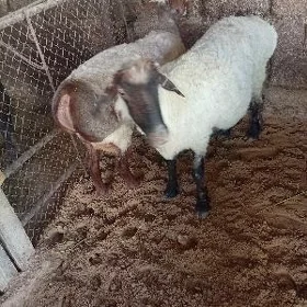 GOÝUN BAKYLAN  bogaz