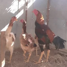 Paroda horaz 1yaşan 4mäkisi ba