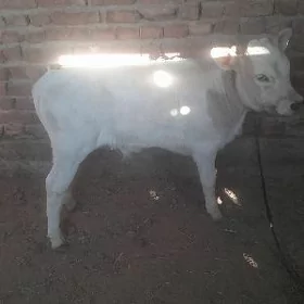 sygyr