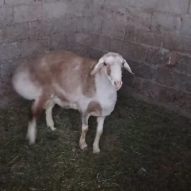 gisar. goç