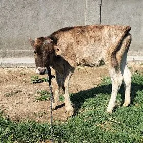 Tüwe