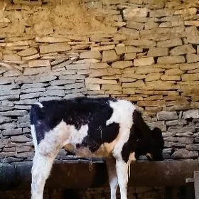Galsdeýyn tuwe sygyr okuz