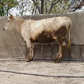 1 guzlan gölely sygyr