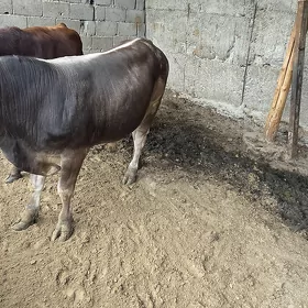 oküz