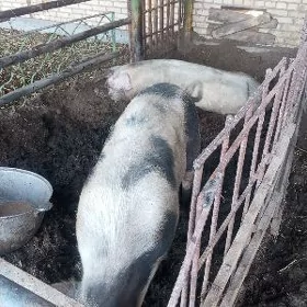 Матка парода