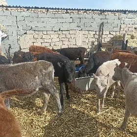 öküzçe tüwe ökuüz göle