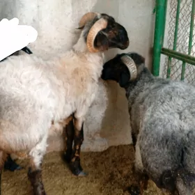 göç arasaa