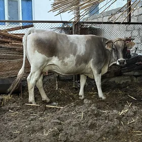 sygyr
