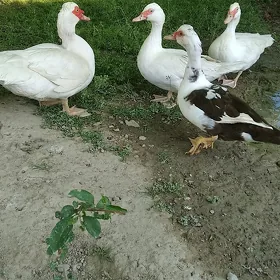 İndytga